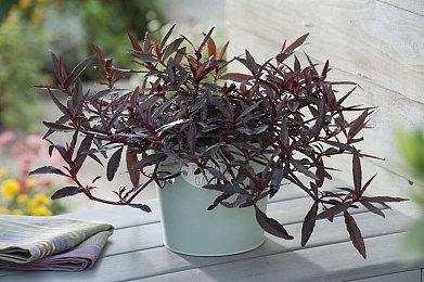 黑曜石游戏总监希望能复刻《辐射：新维加斯》